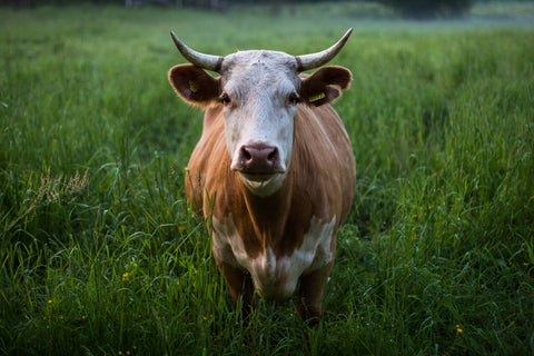 Veal