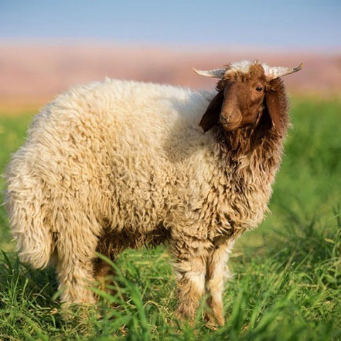 Medium-sized whole Naimi lamb