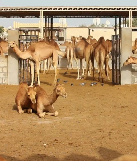 camel
