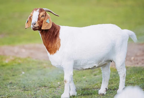 goat